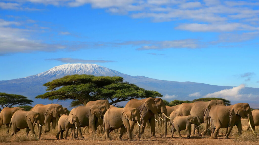 Amboseli-Elephants