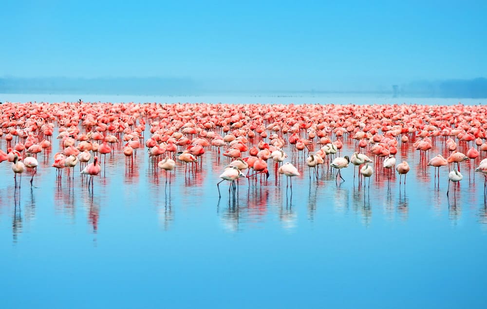 Lake Nakuru 01