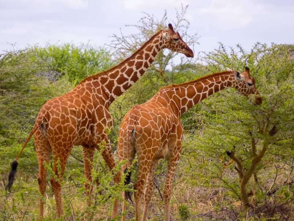 Samburu 01