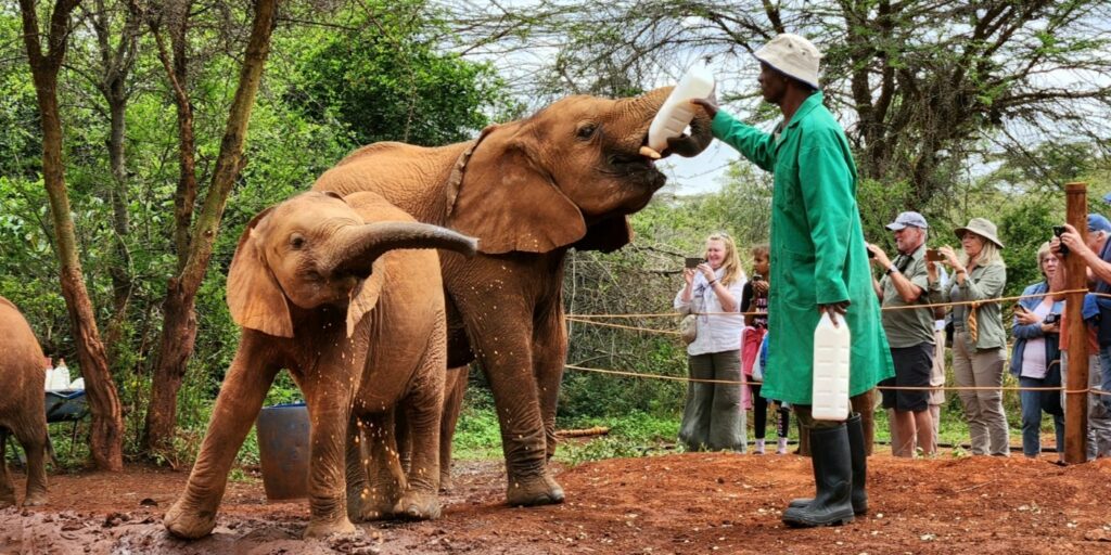 david-sheldrick-elephant-orphanage-tour-with-free-pick-up_UmJaK