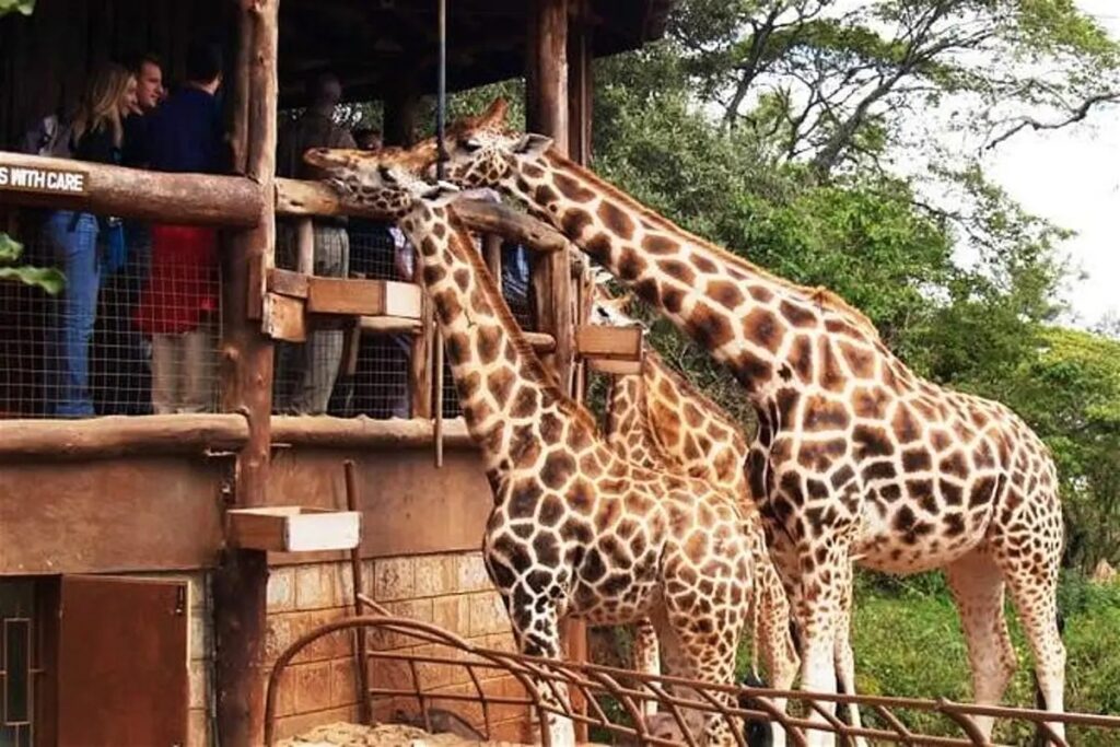 giraffe-center-nairobi (1)